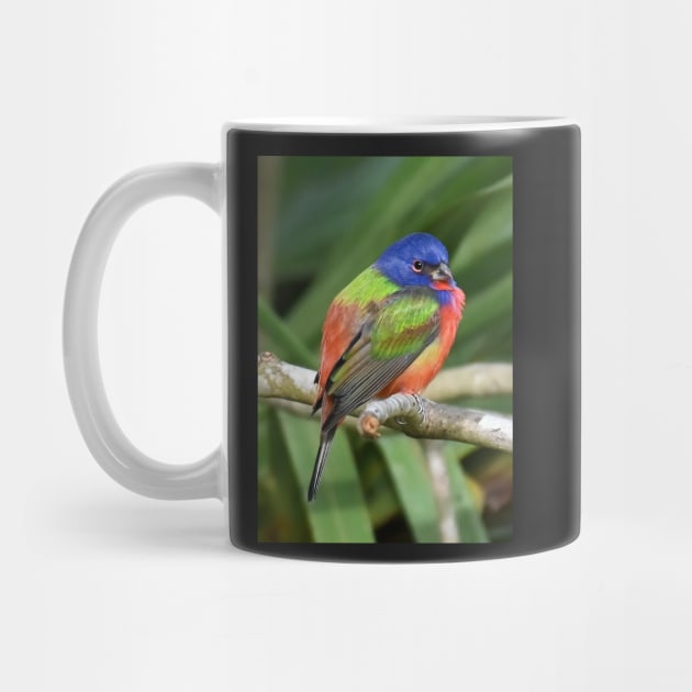 Painted Bunting Bird on Branch by candiscamera